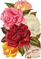 card with vintage bouquet of roses