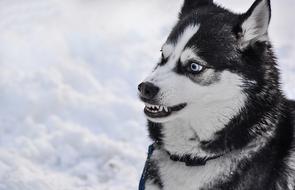 Dog with Angry Teeth