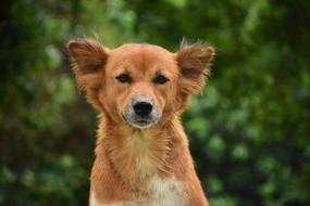 Animal Puppy