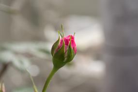 goodly Rose Flower Nature