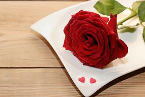 goodly Rose Red Plate