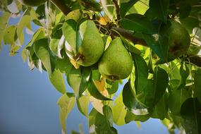 green pears on a branch close up