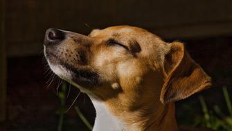 photo of brown puppy with eyes closed close-up on blurred background