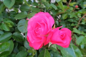 Red Roses and green leaves