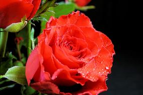 Valentineâs Day gift, Red Rose