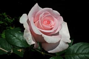 photo of a tender pink rose in the dark