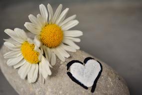 two Daisies on pebble Stone with painted Heart