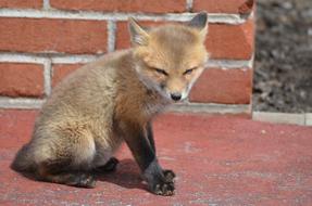 red Fox Kit sits at brick wall