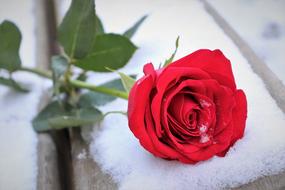 scarlet rose on snow