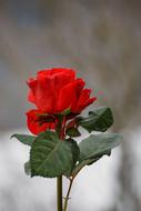 snow Winter Rose Red