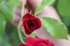 photo of a young red rose in the garden