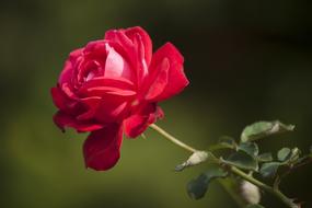 scarlet rose in the garden under the sun