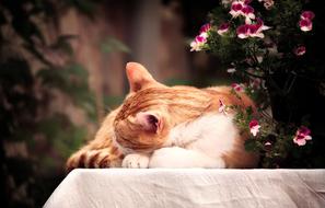 ravishing Cat Sleep Flowers