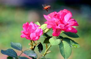 closeup view of bee on the garden rose