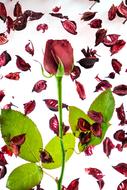 burgundy rose and petals on a white background