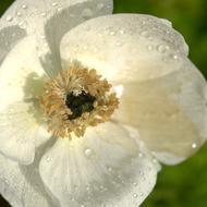white Flower with dew drops, top view