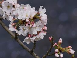 Cherry Blossom Flower