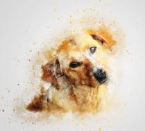 dog portrait watercolor drawing