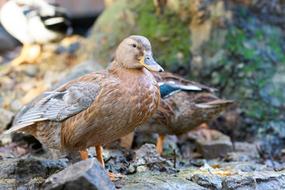 portrait of the brown ducks in nature