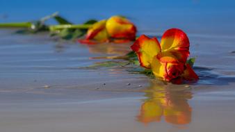 wilted roses on the beach