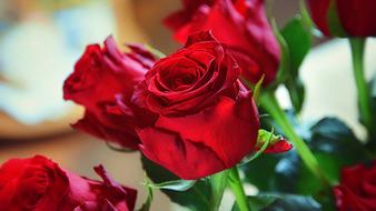 goodly Roses Red Love