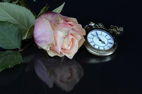 pink rose and pocket watch