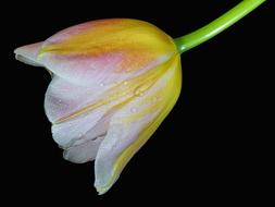 goodly Tulip Cup Macro