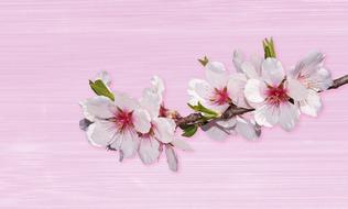 almond branch with Flower at pink background