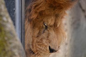 Lion Sad Mane face