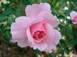 Close-up of the beautiful, pink, gradient rose flowers on the plant, with the green leaves