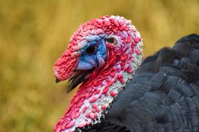 amazing Turkey Angry Animal