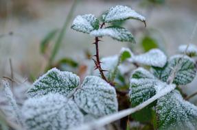 Frost Thorns Leaves green
