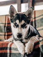 Husky puppy lies on a check plaid