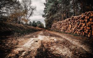 stack of logs at soil road in front of pine forest at fall