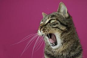 yawning Cat face at purple background