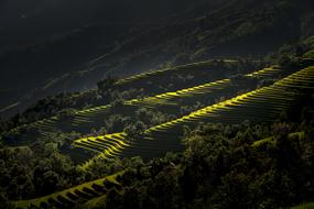 Agriculture asia landscape