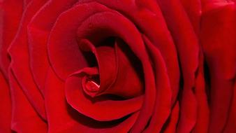 Macro photo of the beautiful red rose flower with the drop of water