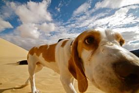 watchful dog