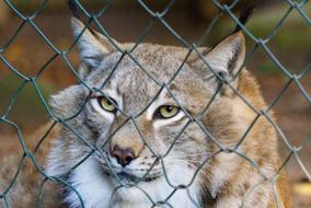 lynx behind a wire fence close up