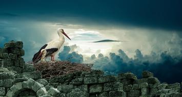 Stork Nest fantasy sky
