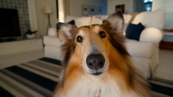 Collie photo in the living room