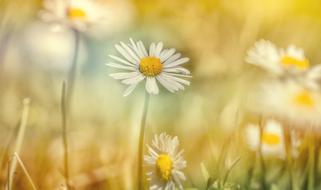 Macro Meadow flowers Nature