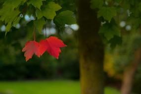 two red leaves on green maple