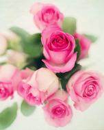 closeup view of Pink Roses Flowers