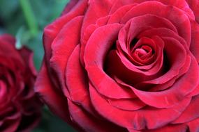 ravishing Red Rose Bloem