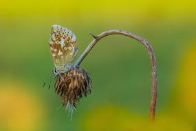 Butterfly on dry flower