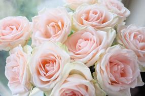 delicate pale pink roses