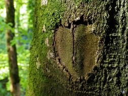 Tree Bark Heart green