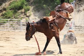 Rodeo Cowboy horse