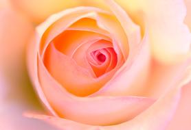 Rose Closeup Cream colors